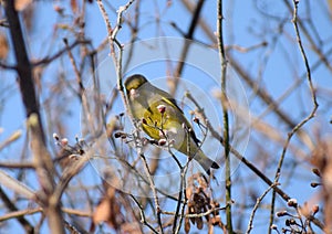 tits on a winter time