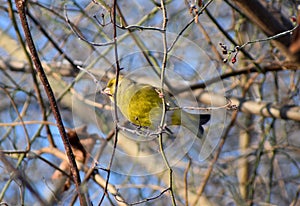 tits on a winter time