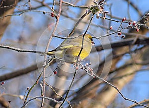 tits on a winter time