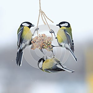 Tits in the winter to fly and sit on the feeder