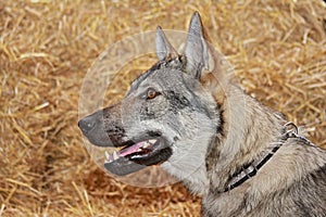 Tjech wolfdog