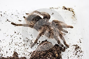 Tliltocatl albopilosus or Brachypelma albopilosum is a species of tarantula, also known as the curlyhair tarantula. They