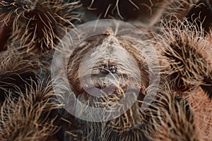 Tliltocatl albopilosus Nicaragua spider close up