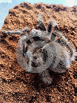 Tliltocatl albopilosus is a species of tarantula, also known as the curly-haired tarantula. photo