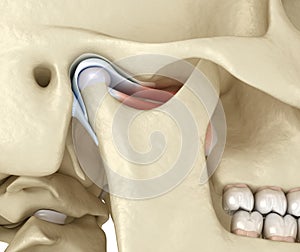 TMJ: The temporomandibular joints. Healthy occlusion anatomy. Medically accurate 3D illustration of human teeth and dentures