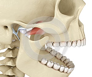 TMJ: The temporomandibular joints. Healthy occlusion anatomy. Medically accurate 3D illustration of human teeth and dentures