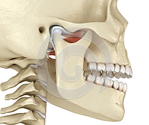 TMJ: The temporomandibular joints. Healthy occlusion anatomy. Medically accurate 3D illustration of human teeth and dentures