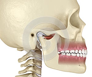 TMJ: The temporomandibular joints. Healthy occlusion anatomy. Medically accurate 3D illustration of human teeth and dentures