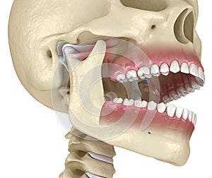 TMJ: The temporomandibular joints. Healthy occlusion anatomy. Medically accurate 3D illustration of human teeth and dentures