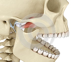 TMJ: The temporomandibular joints. Healthy occlusion anatomy. Medically accurate 3D illustration of human teeth and dentures photo