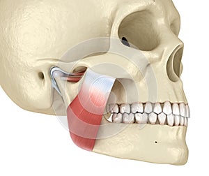 TMJ: The temporomandibular joints and muscles. Medically accurate 3D illustration