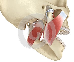 TMJ: The temporomandibular joints and muscles. Medically accurate 3D illustration