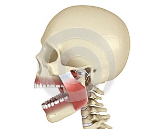 TMJ: The temporomandibular joints and muscles. Medically accurate 3D illustration