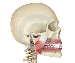 TMJ: The temporomandibular joints and muscles. Medically accurate 3D illustration