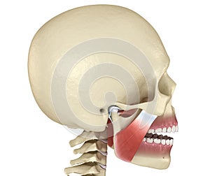 TMJ: The temporomandibular joints and muscles. Medically accurate 3D illustration