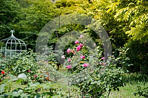 Tned image of beautiful red roses growing at the road in park.