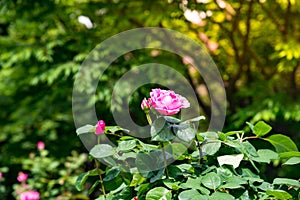 Tned image of beautiful red roses growing at the road in park.