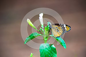 Vista de cerca de común mariposa está descansando sobre el flor planta en ambiente 