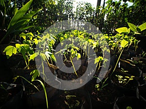 To Cultivate The Papaya Tree