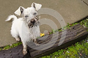 To a Dog Digging a Hole is Great Fun