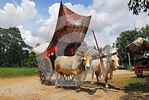 Bullock cart ride