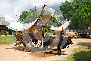 Bullock cart ride