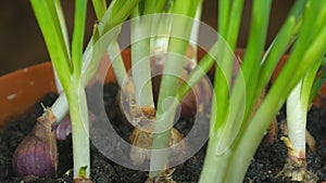 To grow green onions in the pot. self-cultivated onion for household, home gardening style.