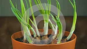 To grow green onions in the pot. Self-cultivated Onion for household, home Gardening Style.