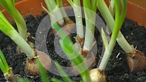 To grow green onions in the pot. Self-cultivated Onion for household, home Gardening Style.