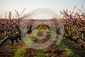 Apple orchard starts blooming after a hard prune photo