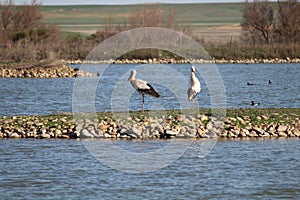 To keep precious storks resting trip toward the nest photo