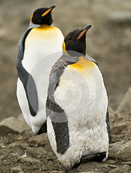 To King Penguins, One in Moult