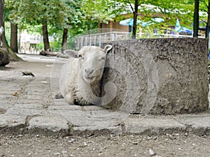 To lie sheep background