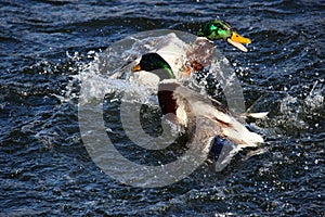 To male mallard ducks fighting