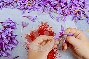 To obtain saffron, delicate stigmas must be carefully harvested from crocus flowers.