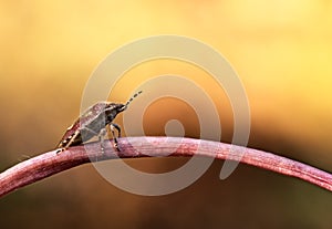 To the other side! Shield bug on a stem