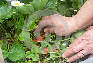 To pick a strawberry