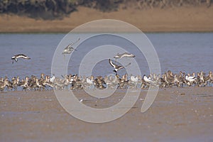 Black-tailed Godwits And Pied Avocets