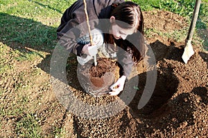 To plant a fruit tree in a garden