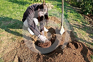 To plant a fruit tree in a garden