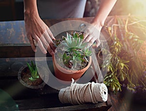 To plant is to believe in tomorrow. a woman planting succulent plants into pots at a table.