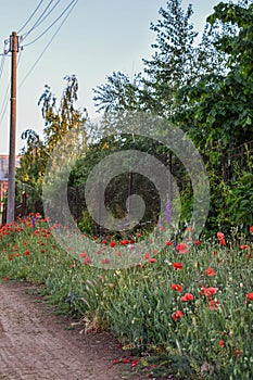 To pridorozhya with electrocolumns and a green path from bushes of green and red poppies, red poppies grow near the road