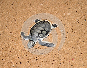 To the Sea: Flatback Sea Turtle