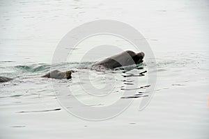 To see Lions on Coastal Waters near Ilwaco Washington