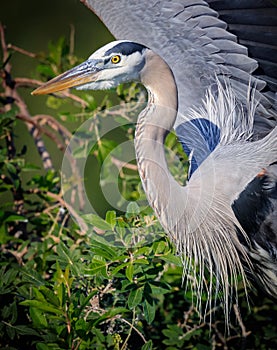 About to take off with new nesting material, great blue heron in FL