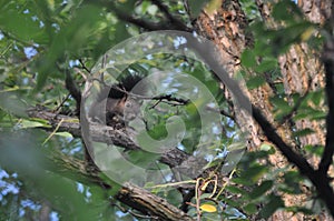 To trust you or not?