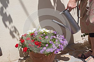 To water petunia and aster flowers in a flowerpot