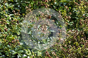 To webs embrace a dog-rose Bush