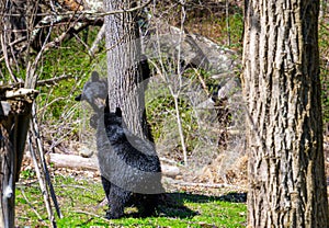 To young bears play around tree