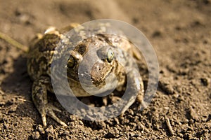 Toad